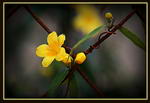 Carolina Jessamine